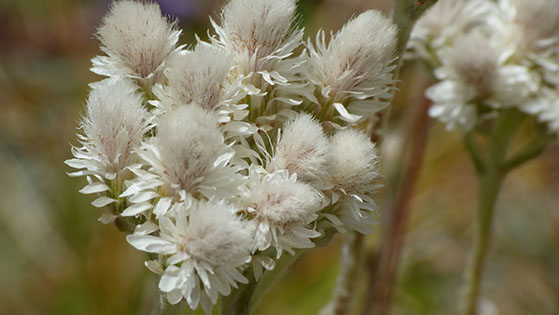 Antennaria dioica, fiori maschili