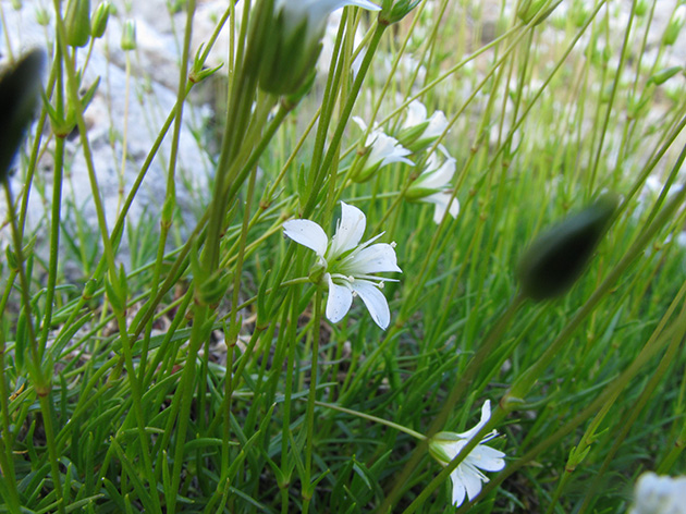 Minuartia austriaca