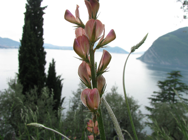 Onobrychis viciifolia (Fabaceae)