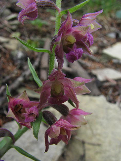 Epipactis atrorubens