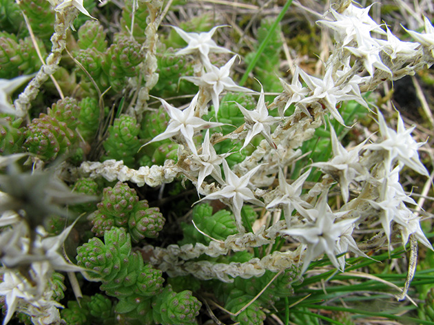 Sedum sexangulare