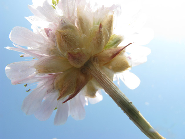 Armeria sp.