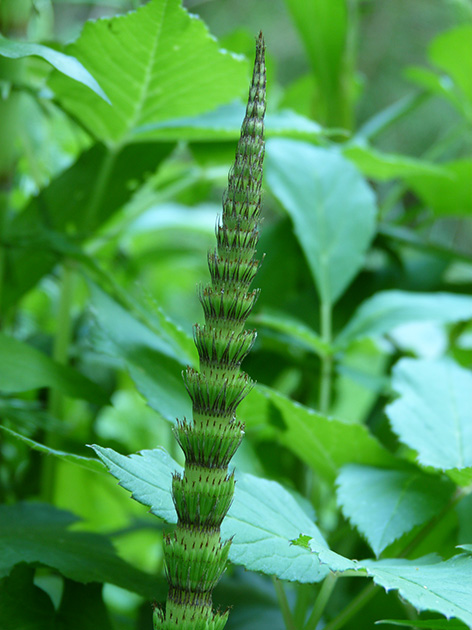 Equisetum telmateia