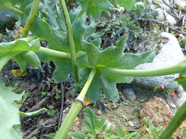 Tra i ciotoli di una spiaggia - Glaucium flavum