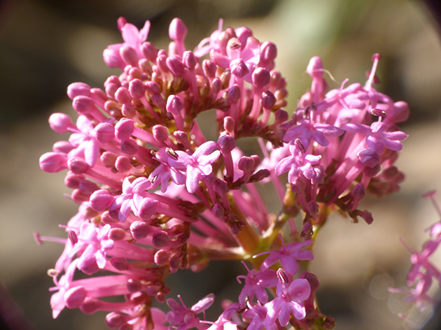 Centranthus ruber gi fiorita!