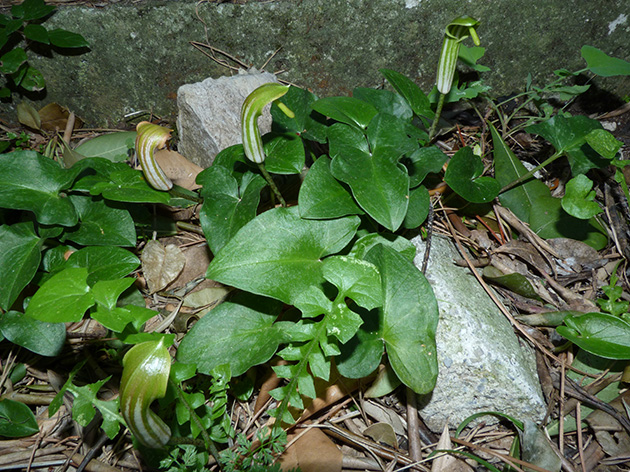 Aristolochia da determinare - no, Arisarum vulgare