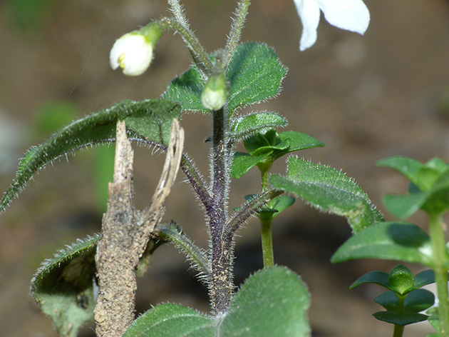 Solanacea da determinare - Solanum sp.