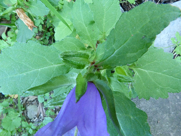 Campanula trachelium