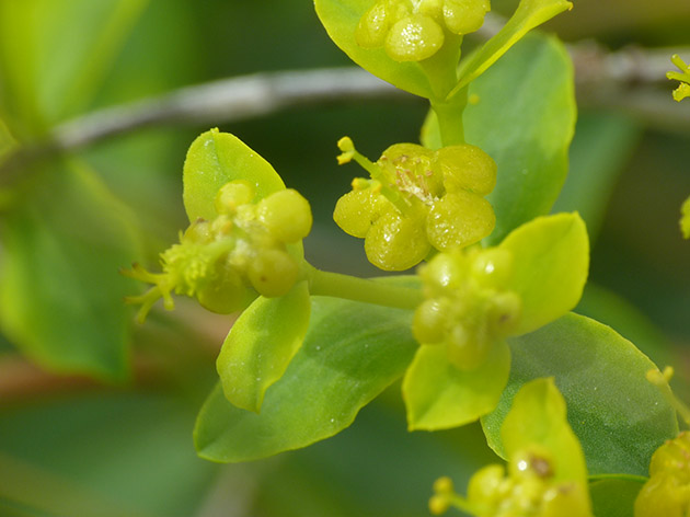 Euphorbia spinosa subsp. ligustica / Euforbia spinosa ligure