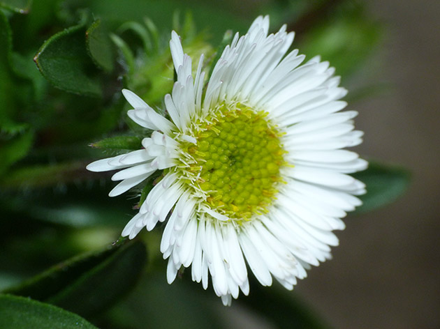 Erigeron alpinus