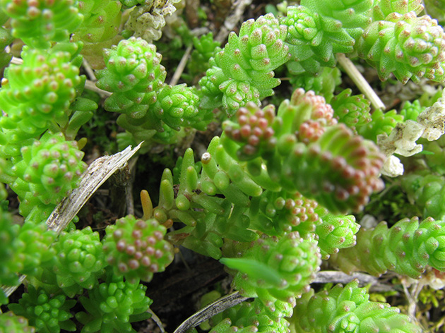 Sedum sexangulare