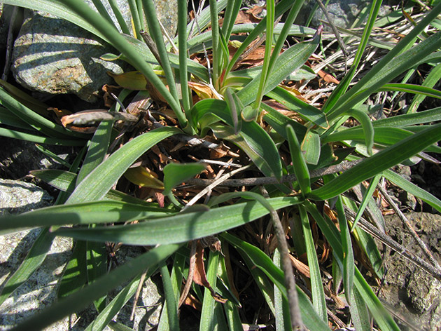 Armeria sp.