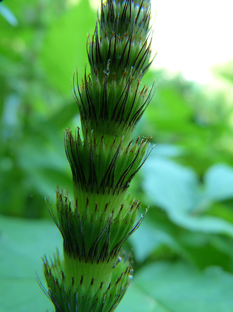 Equisetum telmateia