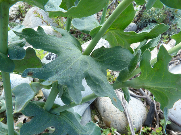 Tra i ciotoli di una spiaggia - Glaucium flavum