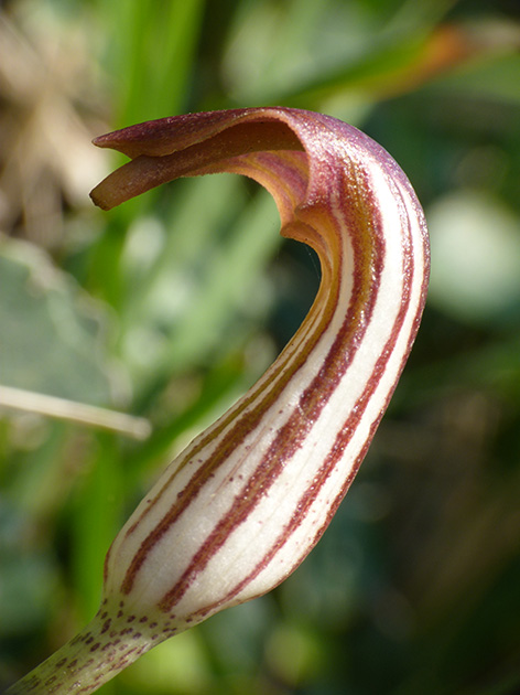 Aristolochia da determinare - no, Arisarum vulgare