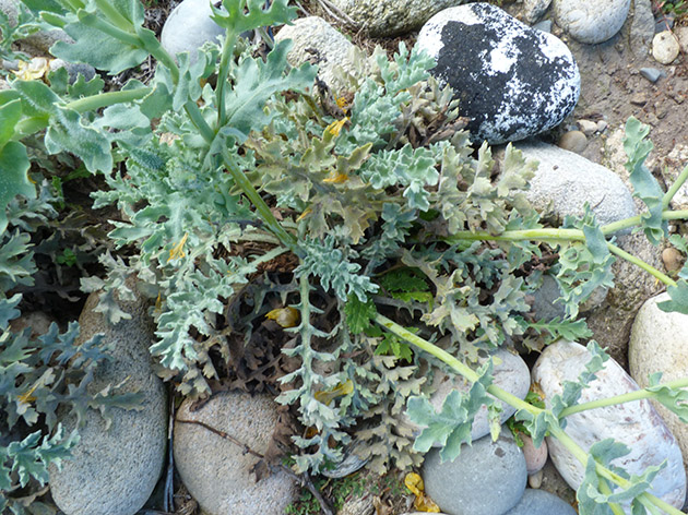 Tra i ciotoli di una spiaggia - Glaucium flavum