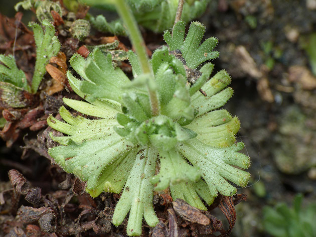 Parco del Beigua, Saxifraga exarata