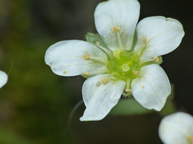 Parco del Beigua, Saxifraga exarata