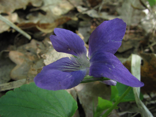 Viola riviniana