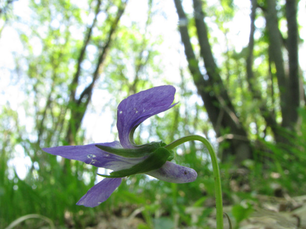 Viola riviniana