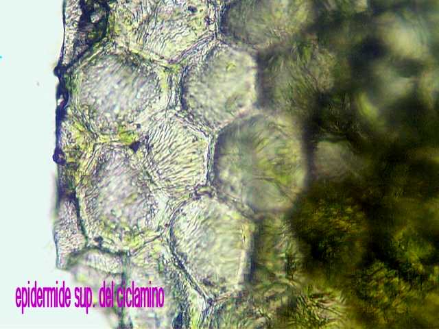 Epidermide del ciclamino