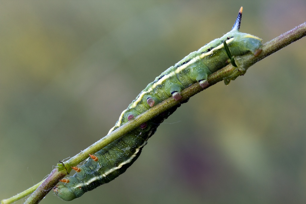 Identificazione di tre bruchi