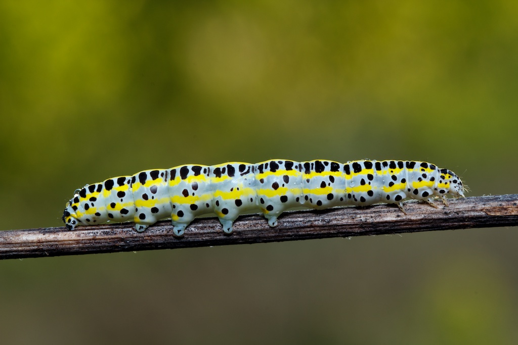 Identificazione di tre bruchi