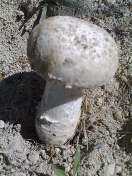 Amanita strobiliformis