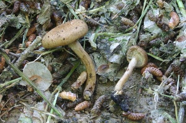 Inocybe dulcamara