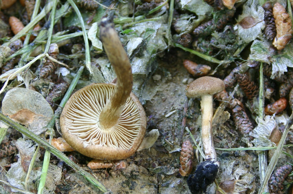 Inocybe dulcamara