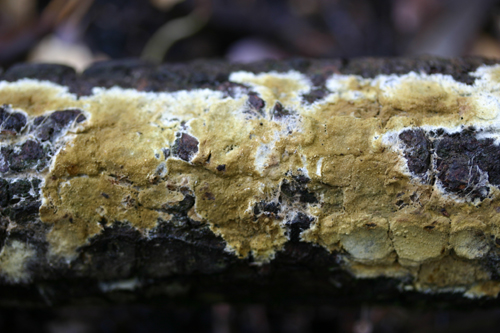 Crosta giallastra da determinare. (Coniophora arida)