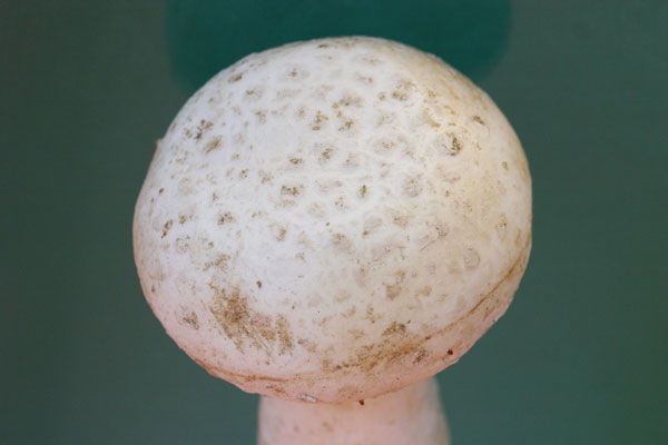 Amanita strobiliformis