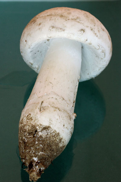 Amanita strobiliformis