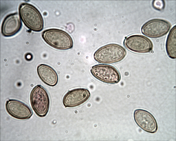 Agrocybe pediades (Fr.) Fay.