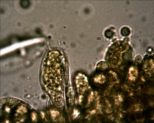 Entoloma saundersii var.hiemale Lazzari & P. Blanco ex Bell