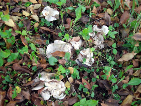 Entoloma saundersii var.hiemale Lazzari & P. Blanco ex Bell