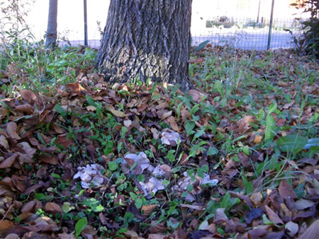 Entoloma saundersii var.hiemale Lazzari & P. Blanco ex Bell