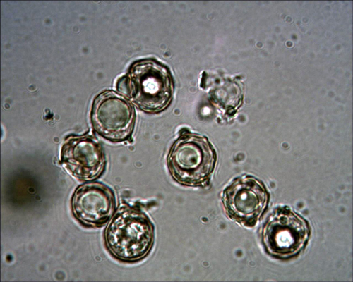 Entoloma saundersii var.hiemale Lazzari & P. Blanco ex Bell