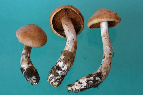 Sericeocybe ?