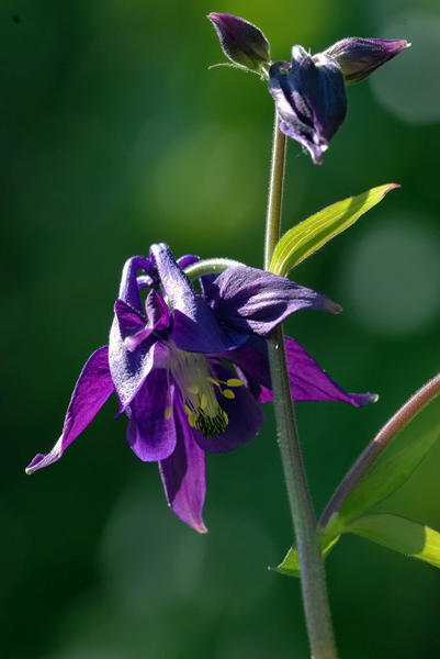 Aquilegia vulgaris o atrata?