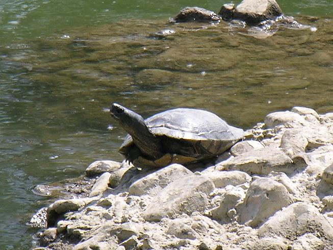 Tartaruga acquatica