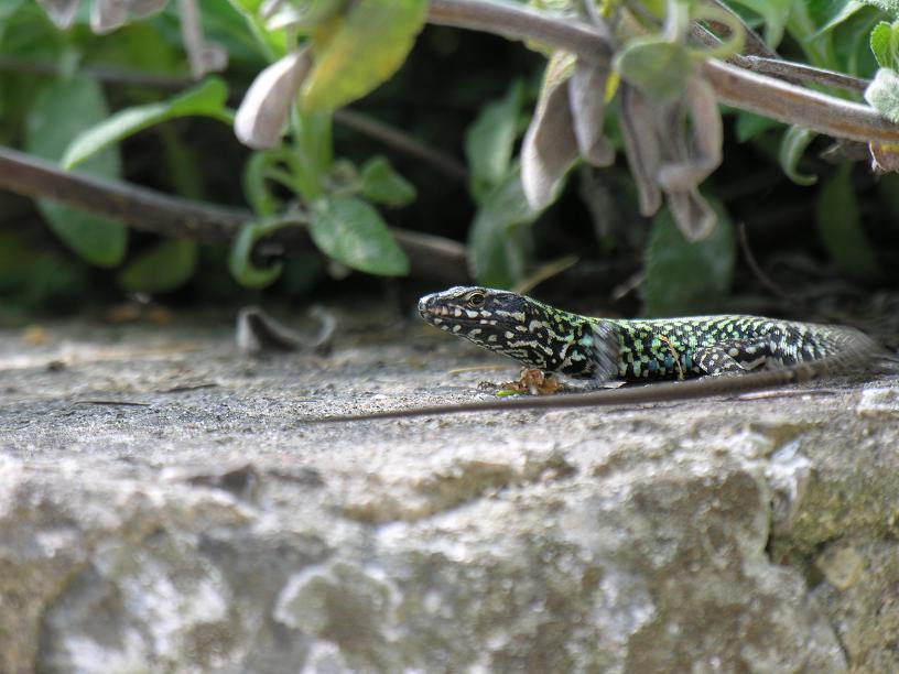 Convivenza sicula/muralis