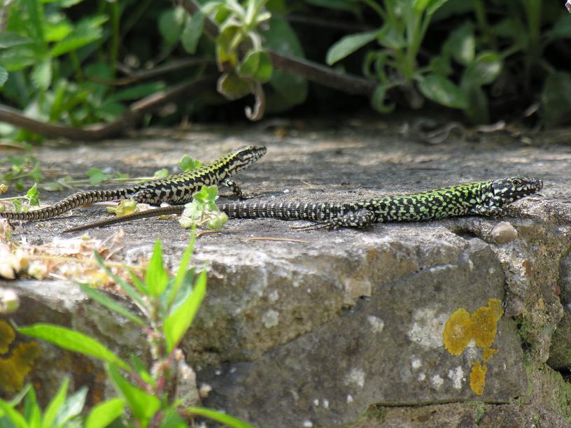 Convivenza sicula/muralis