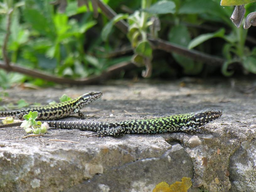 Convivenza sicula/muralis