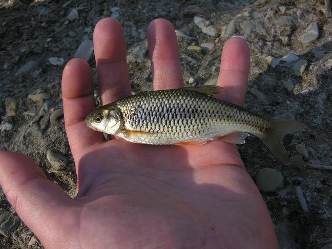 Rovella (Rutilus rubilio)