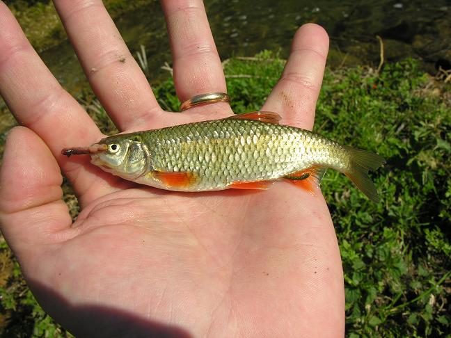 Rovella (Rutilus rubilio)