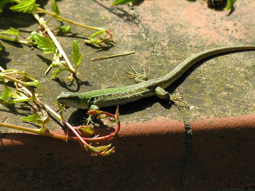 Convivenza sicula/muralis