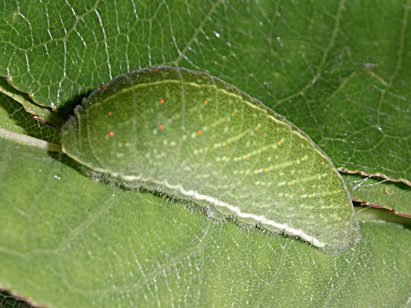 Riconoscimento - Iphiclides podalirius (larva)