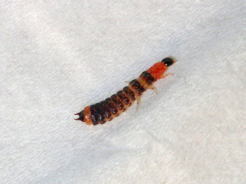 Riconoscimento larva rossa