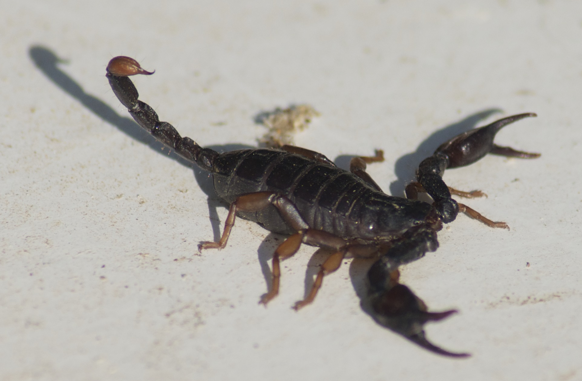 Euscorpius sp dal comune di Stella (Savona)